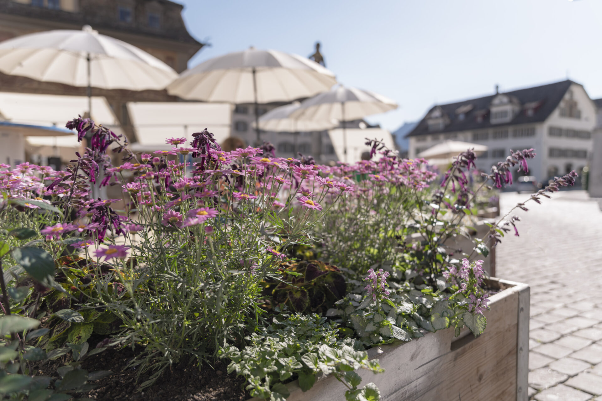 Freiluftcafé Hauptplatz Schwyz, Pflanztrog, marty architektur
