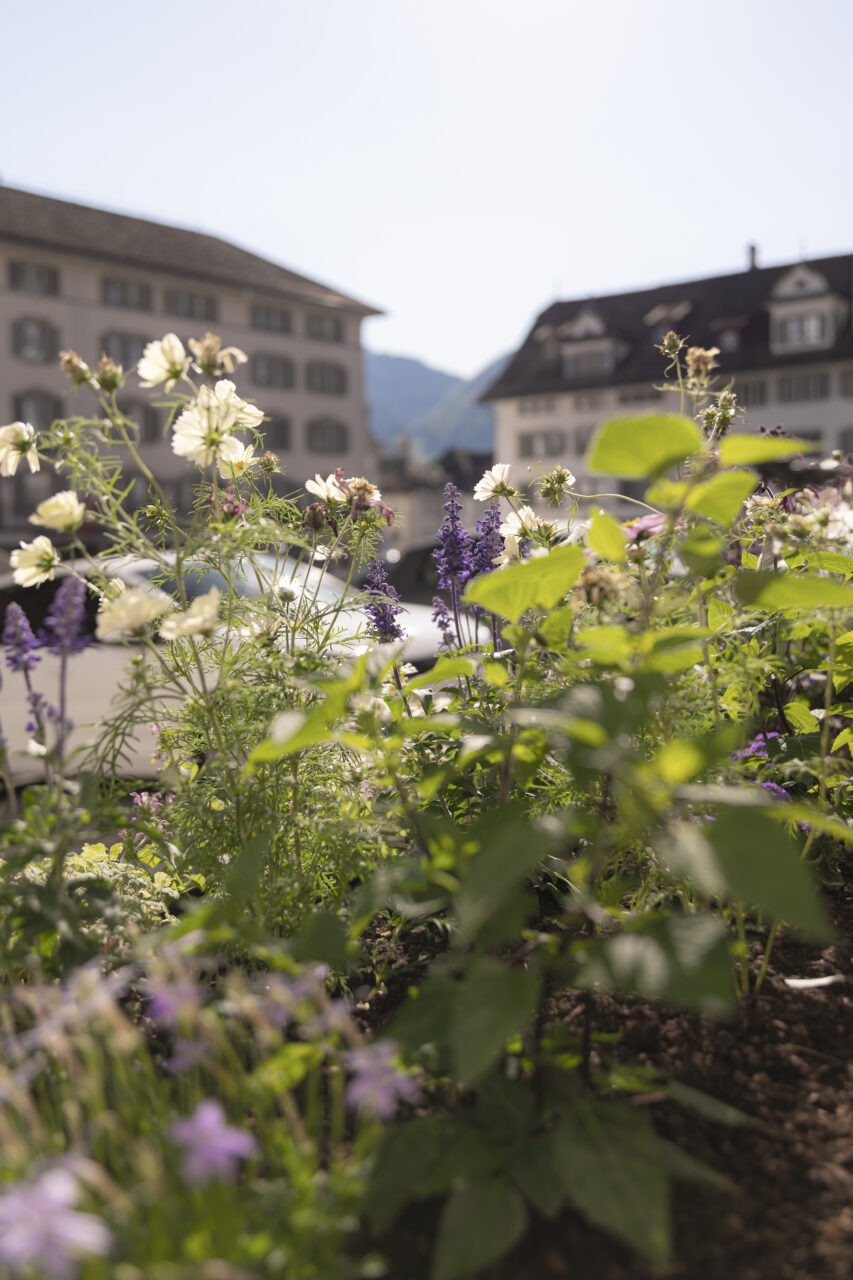Freiluftcafé Hauptplatz Schwyz, Pflanztrog, marty architektur