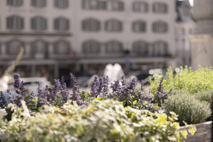 Freiluftcafé Hauptplatz Schwyz, Pflanztrog, marty architektur